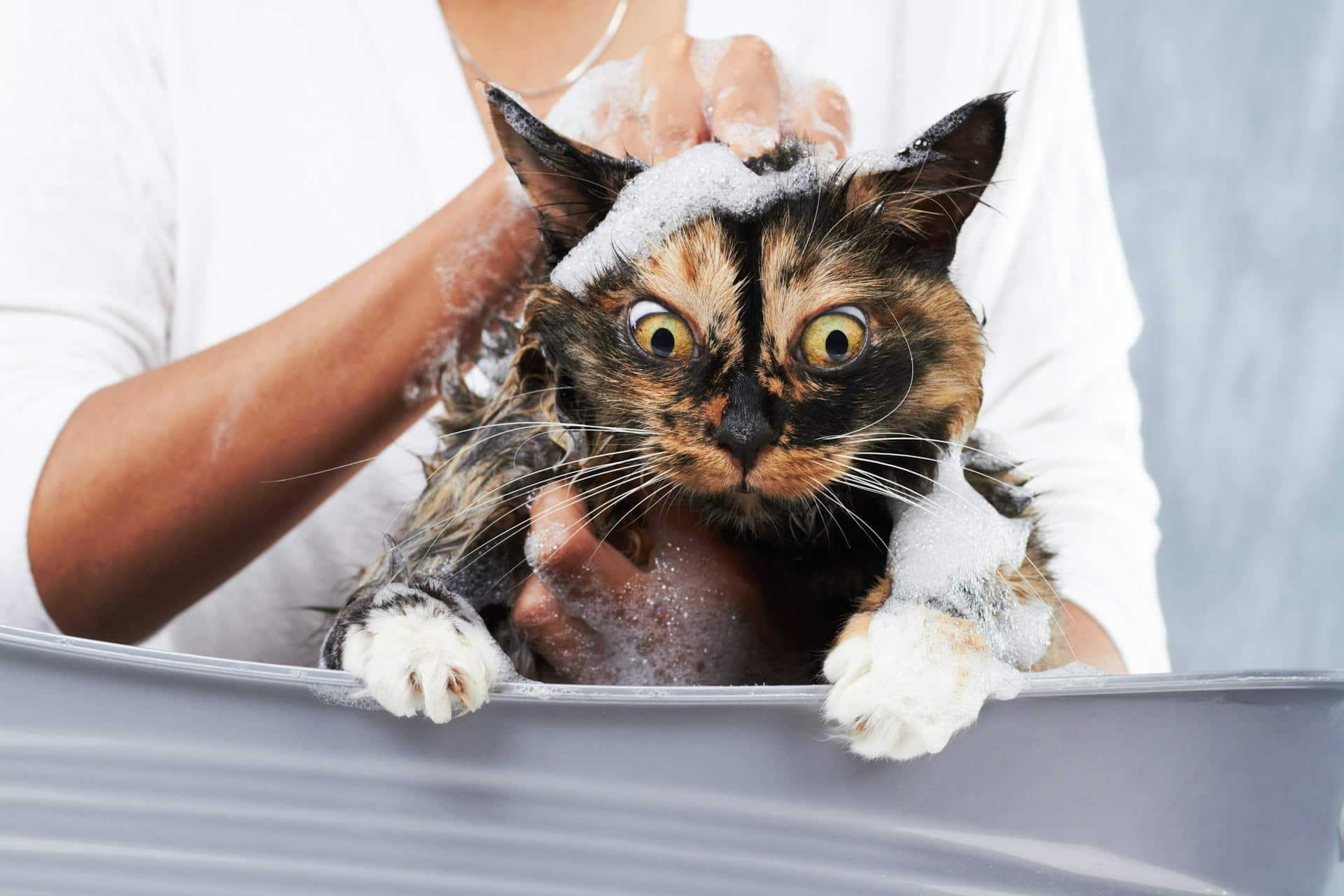 cat grooming