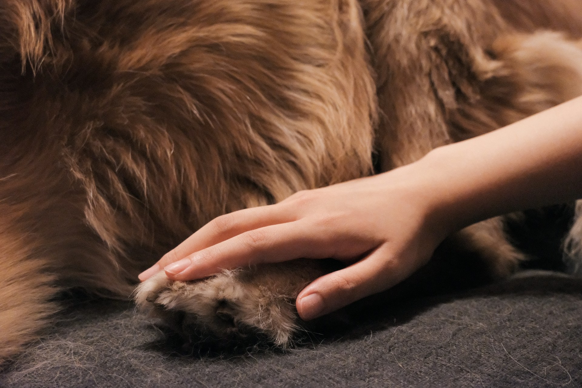 Dog Shedding