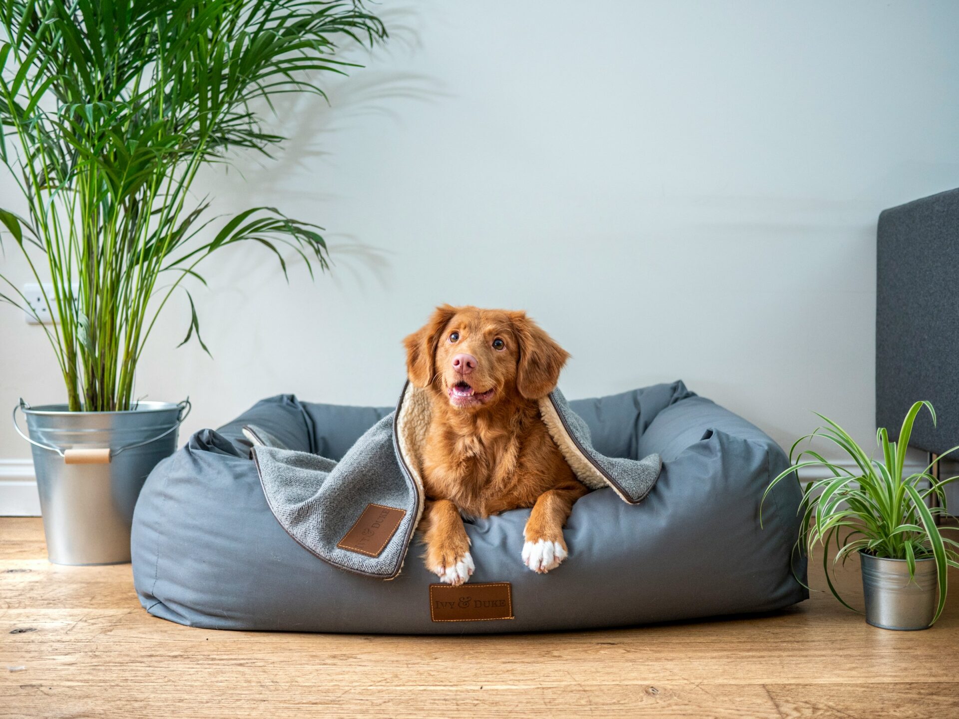 Read more about the article Planning Spring Travel? When to Book Overnight Dog Boarding in Brooklyn