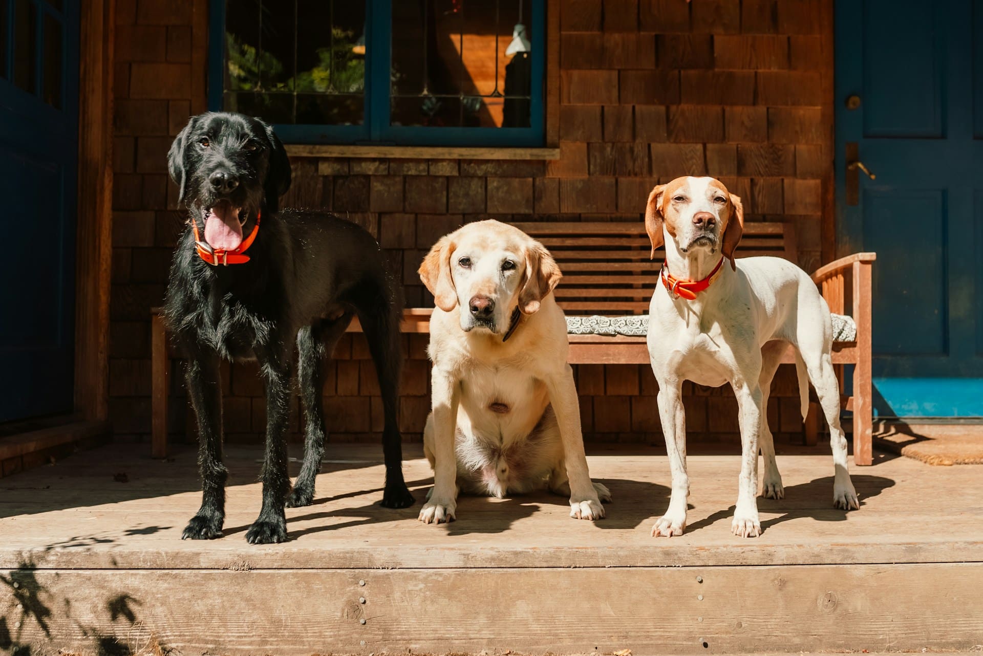 dog boarding