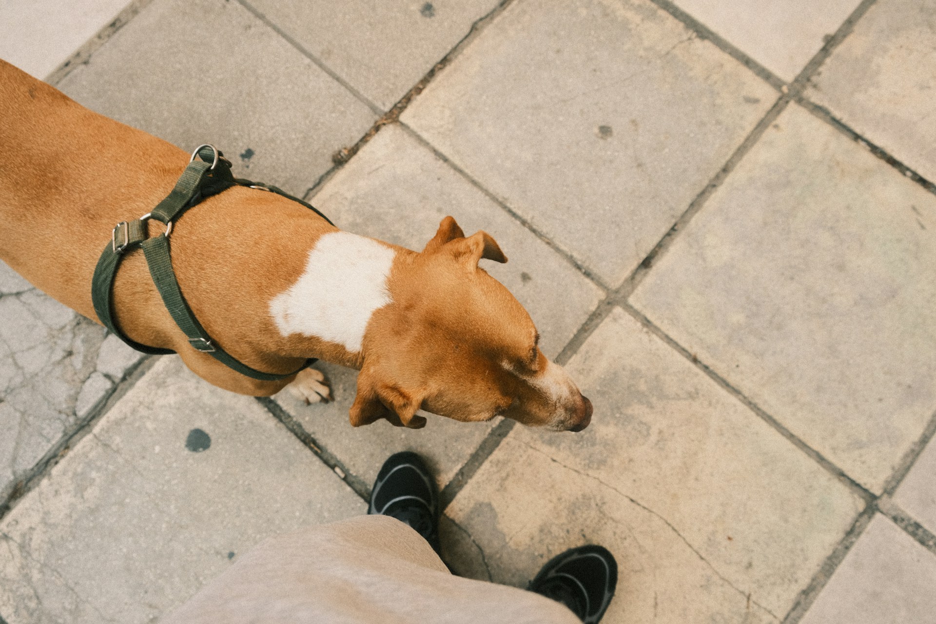 Read more about the article City-Smart Dog Boarding in Brooklyn for Holiday Weekends