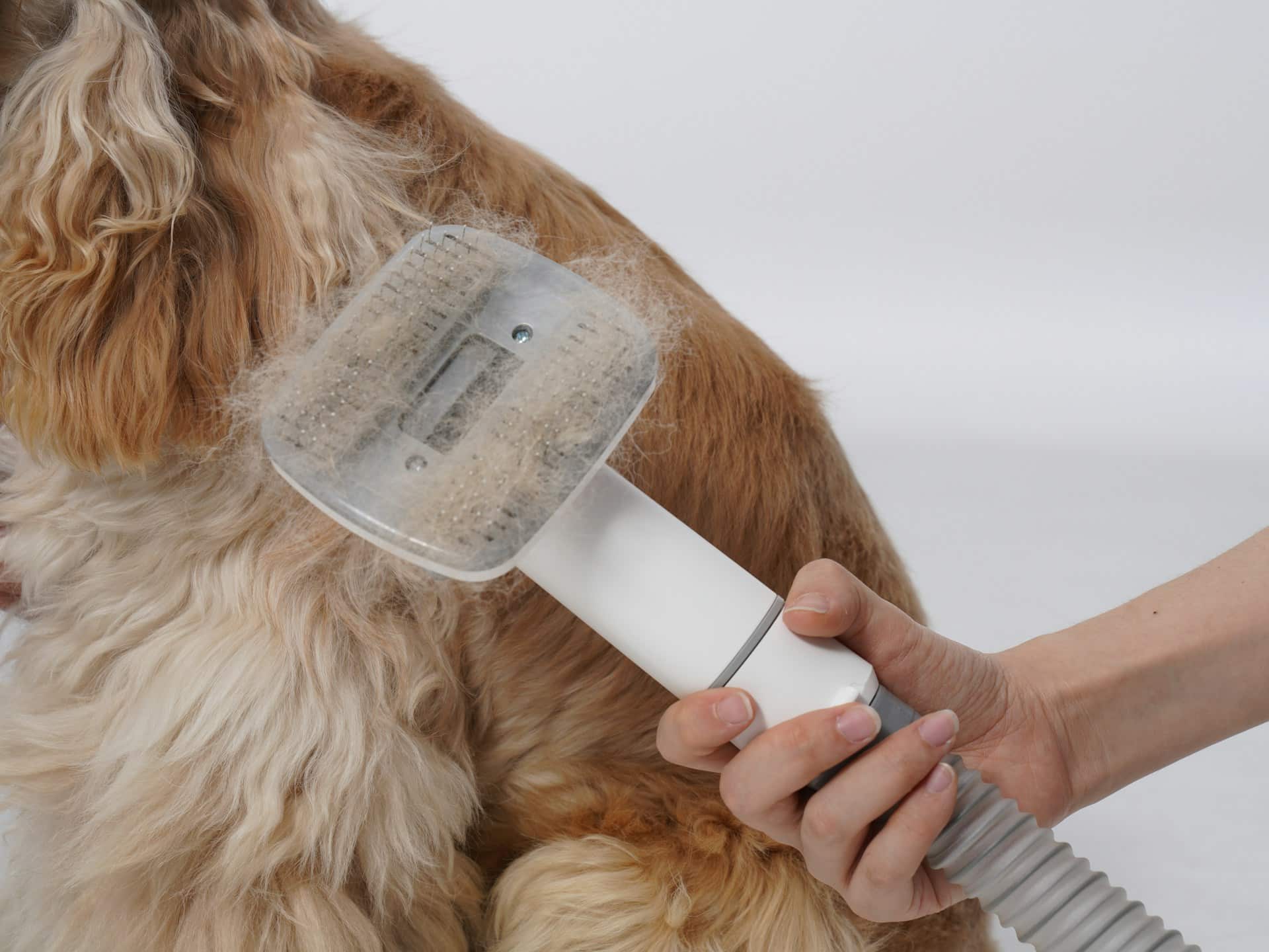 Read more about the article Managing Matted Coats in Brooklyn Apartments With Professional Grooming