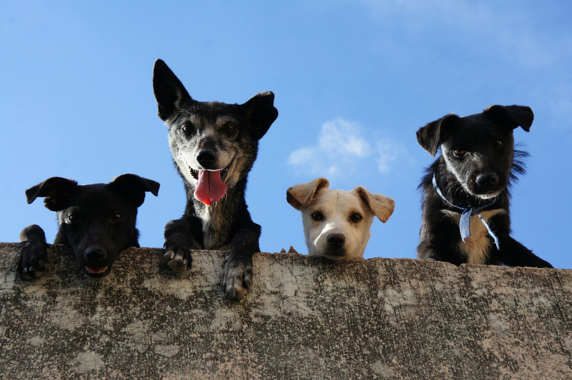 Read more about the article Neighborhood Guide to Dog Daycare in Park Slope and Nearby Areas
