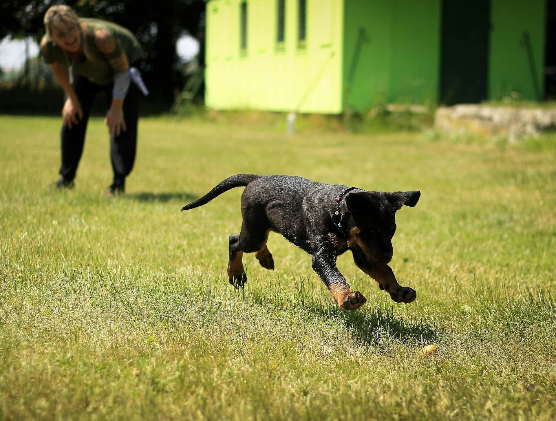 Read more about the article Balancing Dog Daycare and Workdays in Brooklyn Apartments