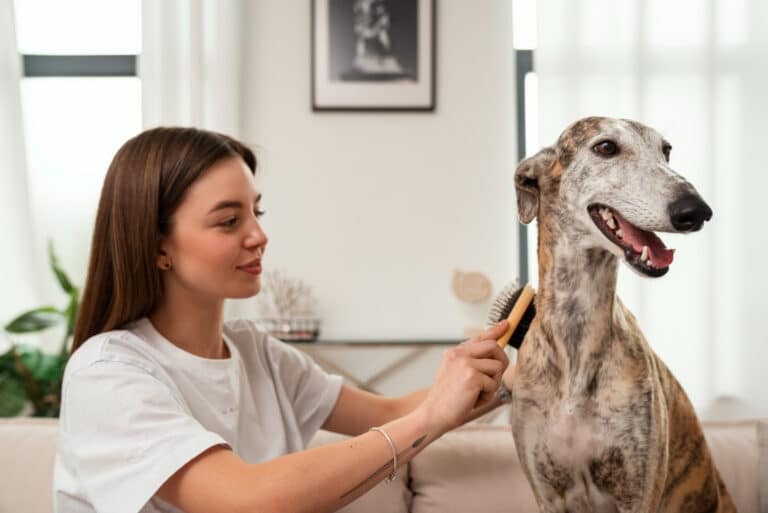 senior dog grooming