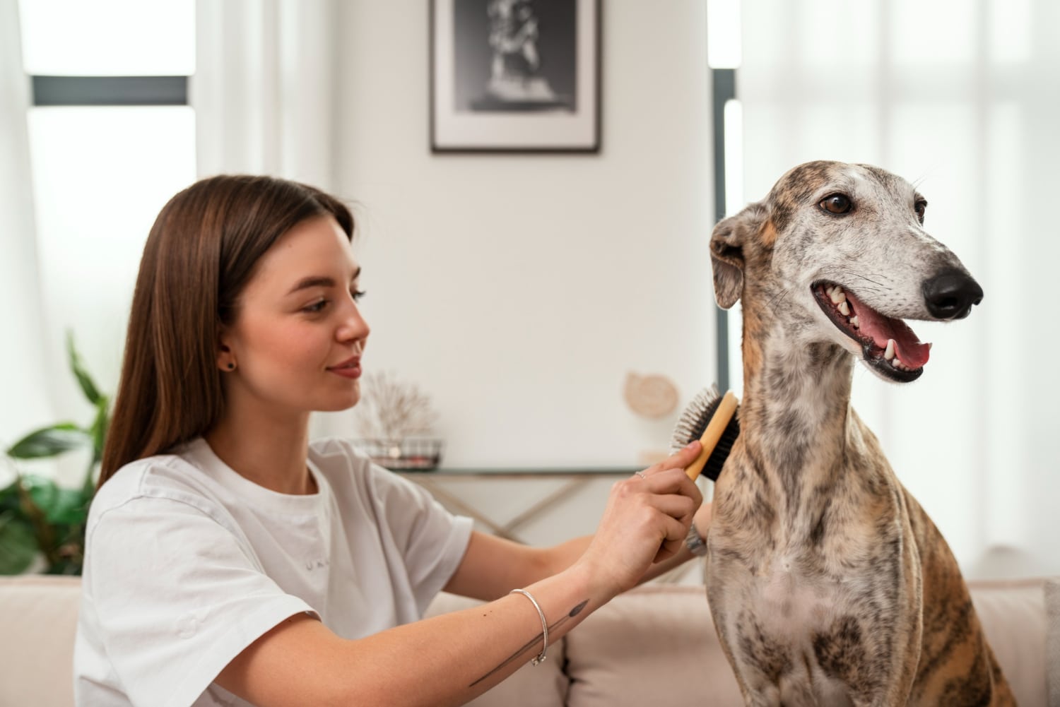 senior dog grooming