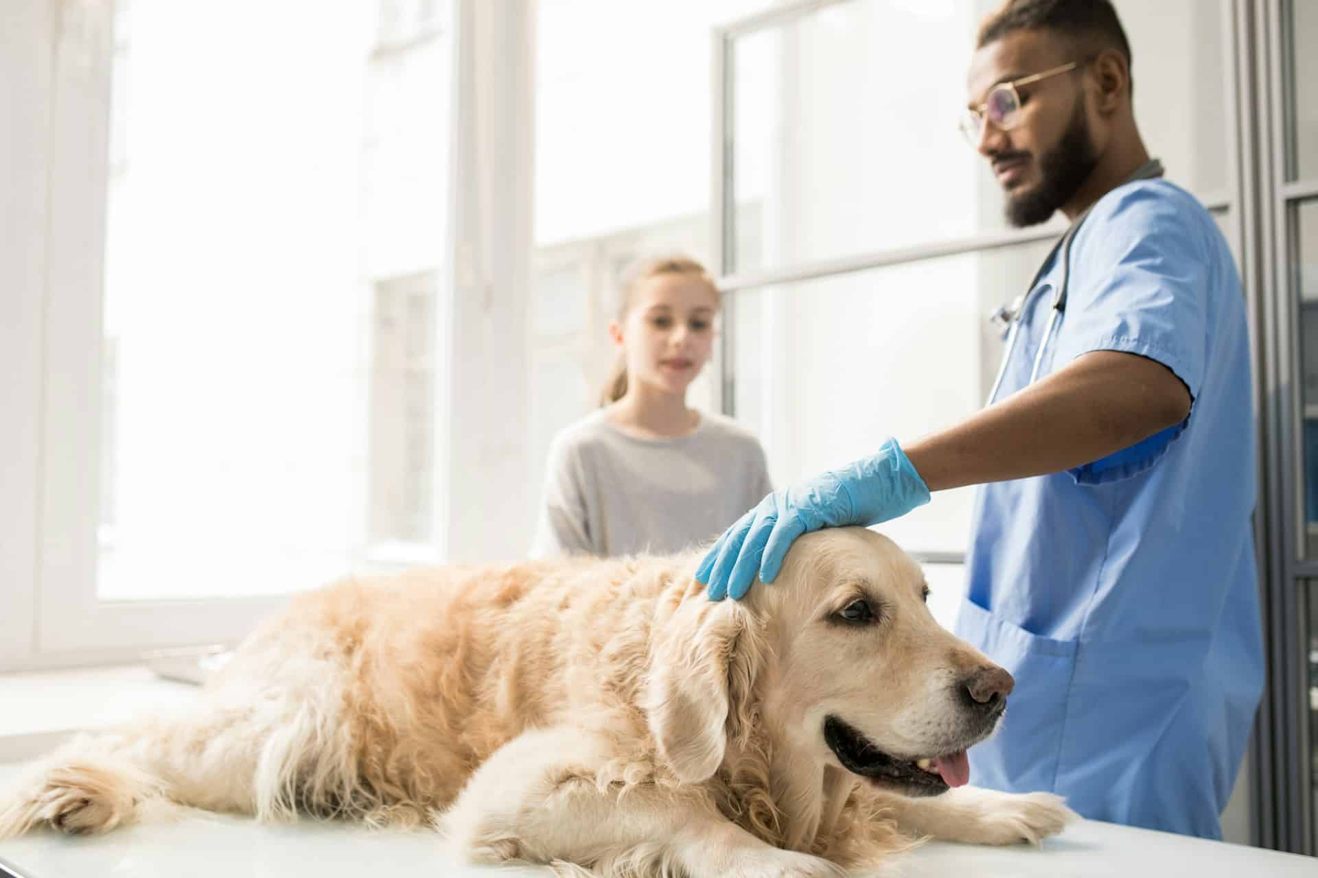 Read more about the article Post-Commute Dog Cleanup in Brooklyn: Quick Daycare Wipe-Down Routine