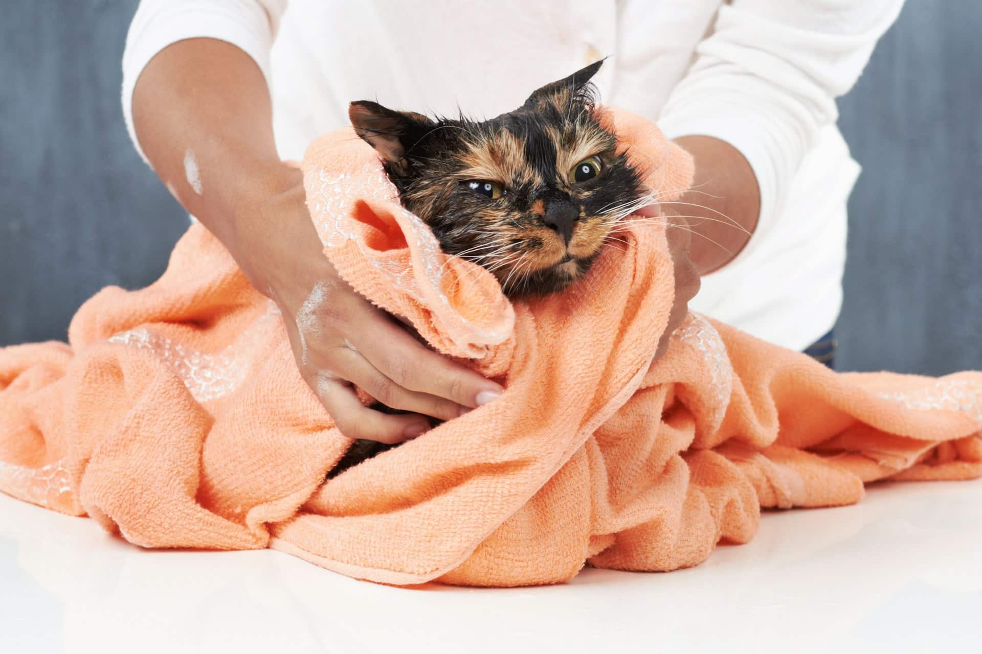 Cat Baths