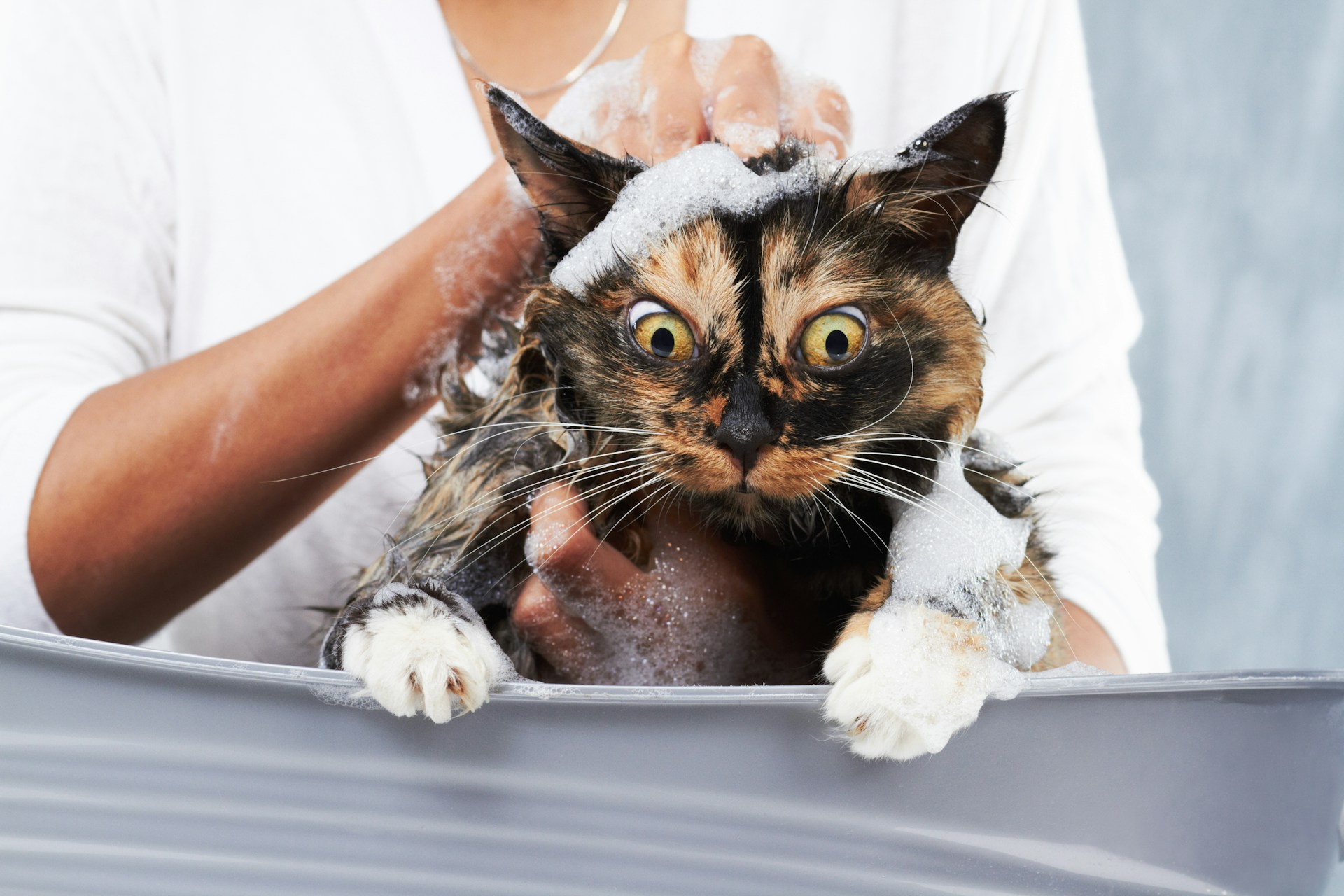 Read more about the article When a Cat Bath Is (and Isn’t) Needed in Brooklyn Apartments