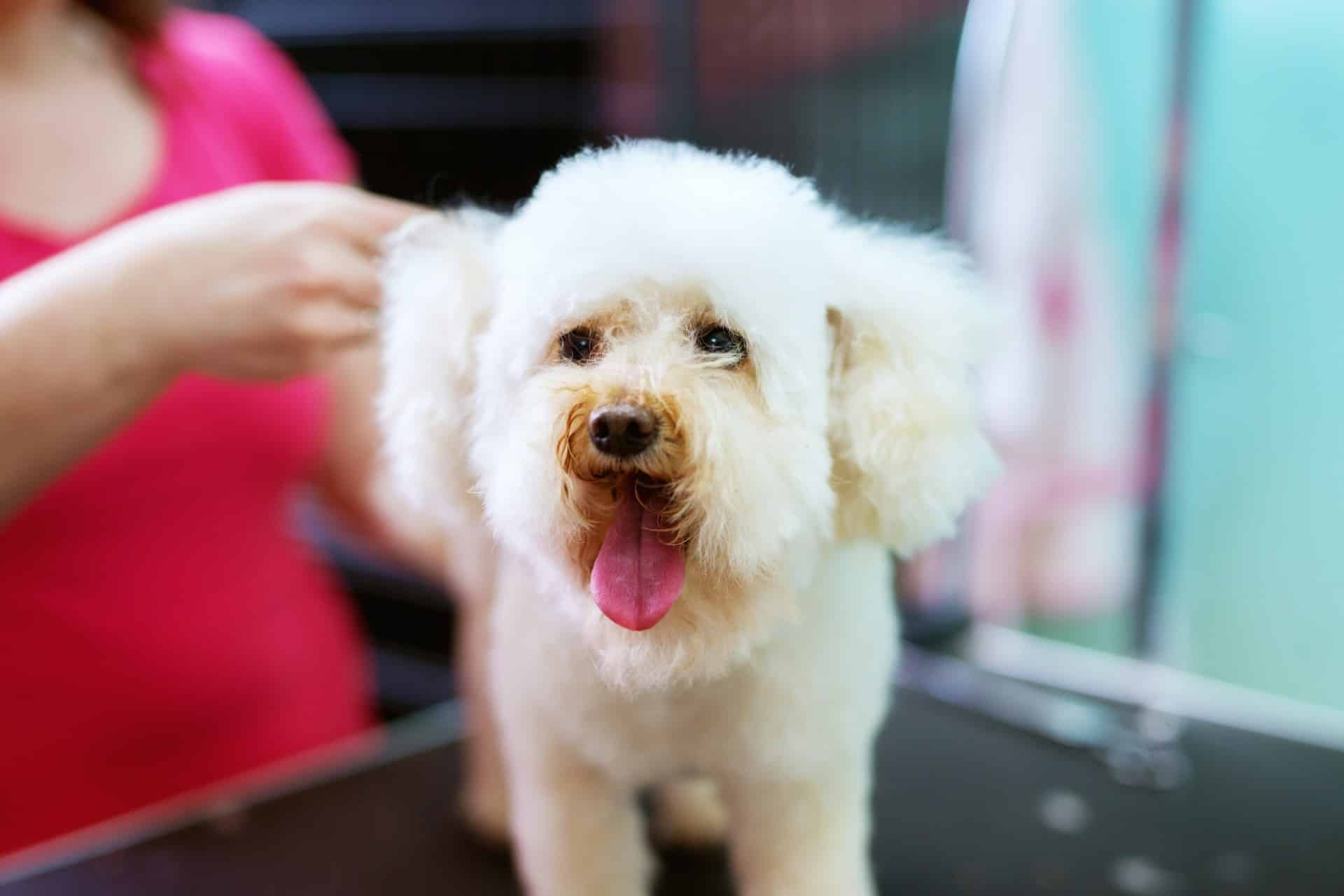 dog grooming