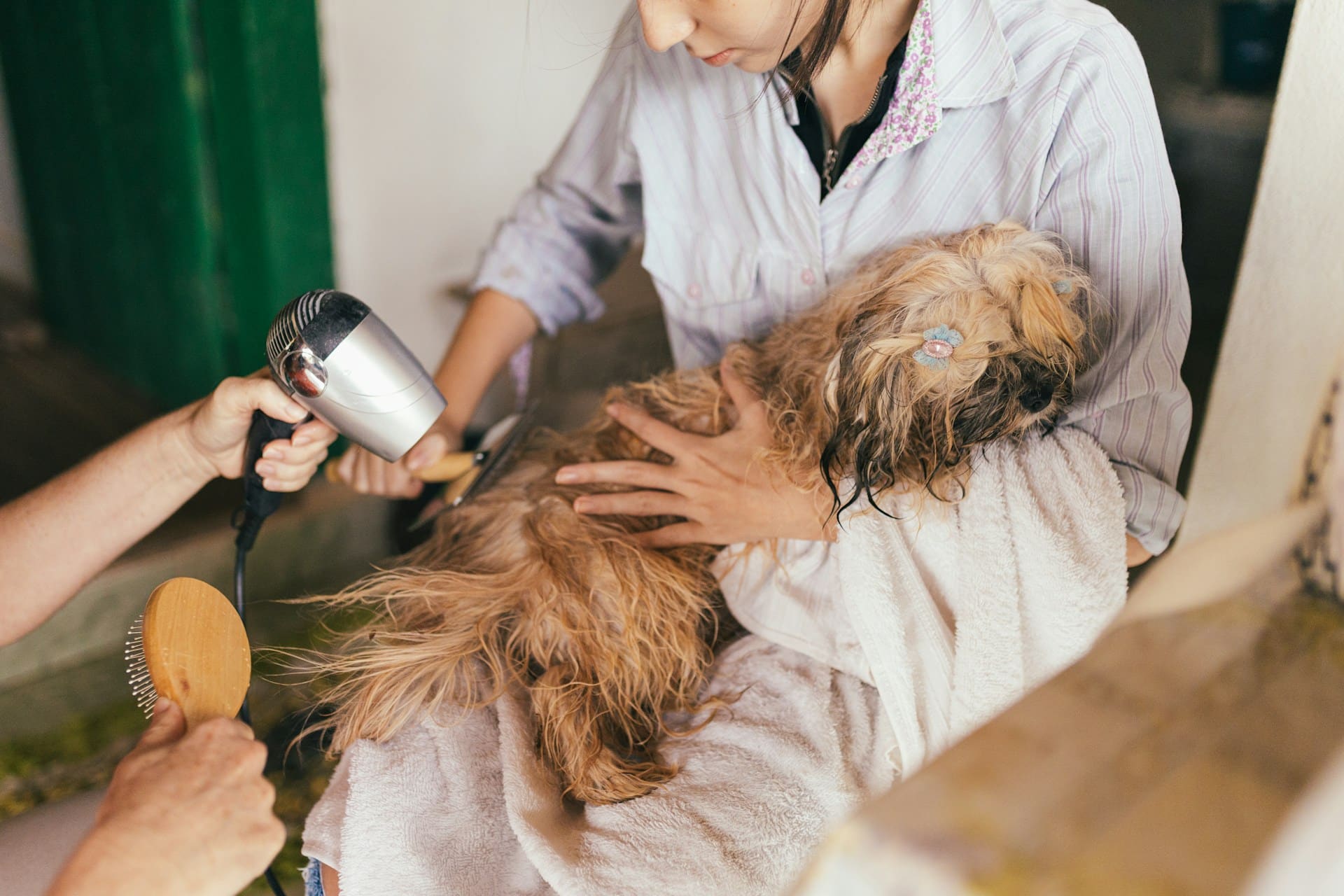 Read more about the article Weekend-Ready Dog Grooming for Brooklyn Boarders
