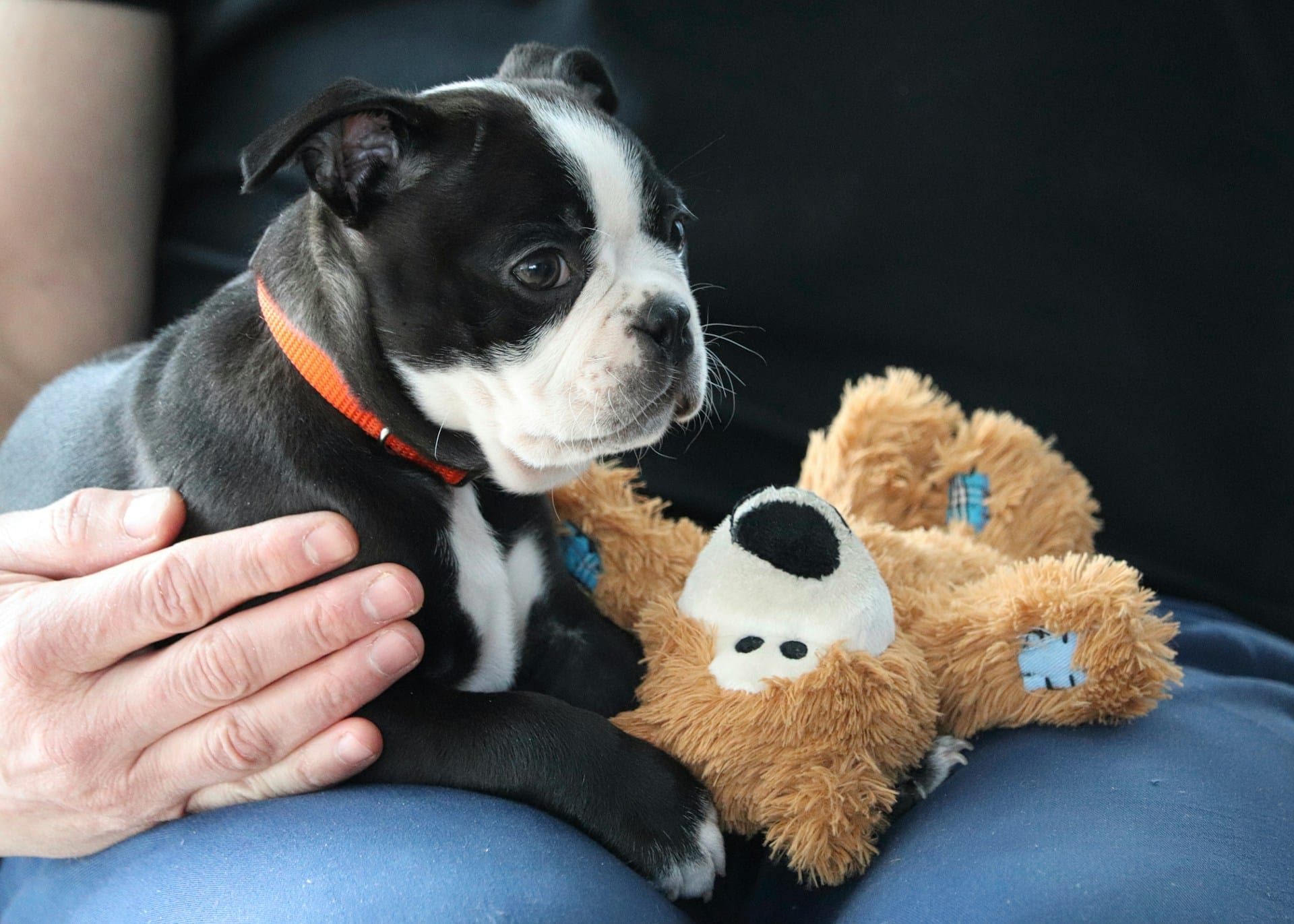 Read more about the article Boarding Transitions for Brooklyn Dogs Moving Between Daycare and Home