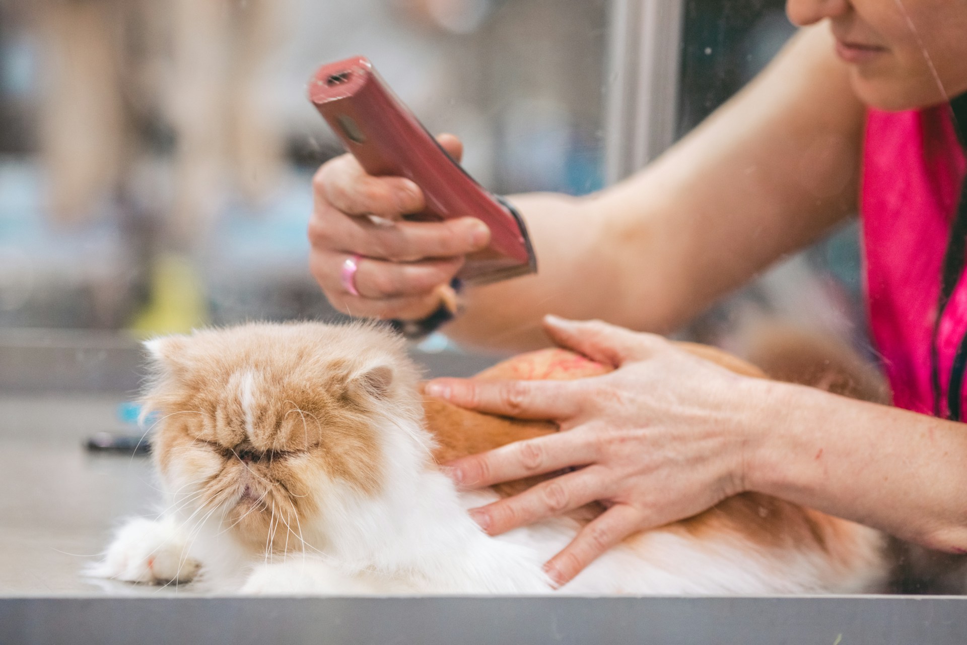 Read more about the article Brooklyn Cat Grooming Red Flags: When to Book a Pro for Skin and Coat