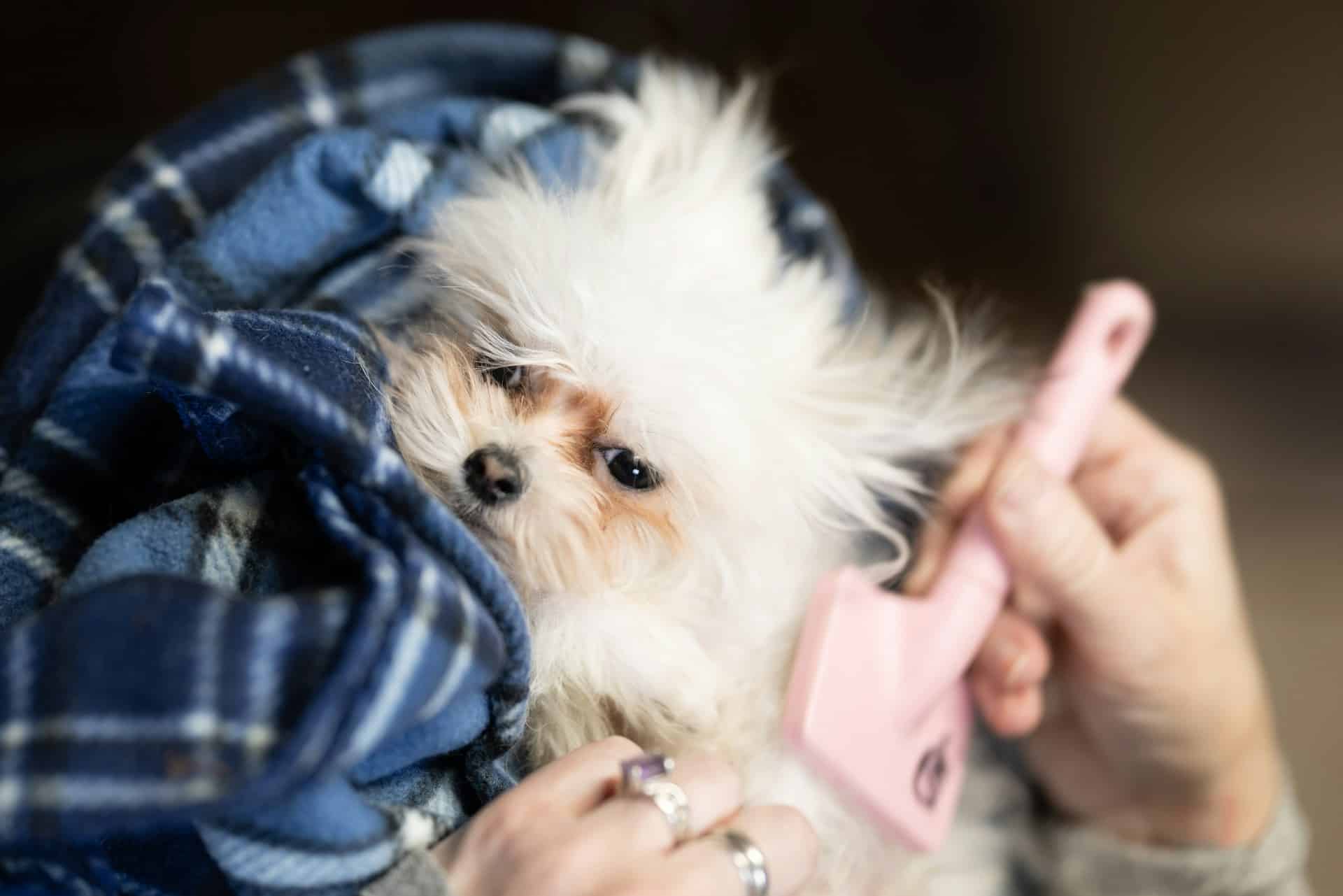 dog dematting