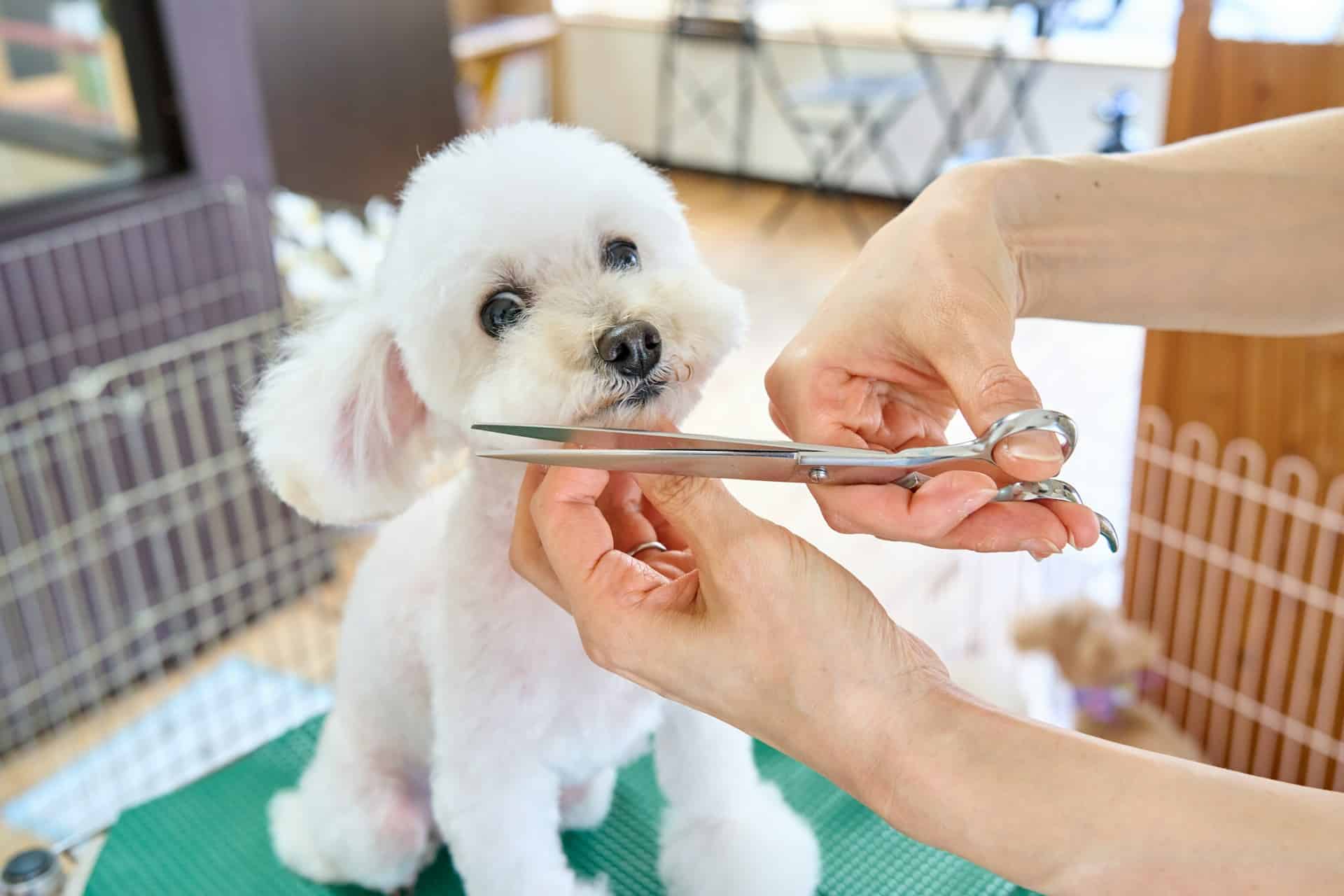 dog grooming