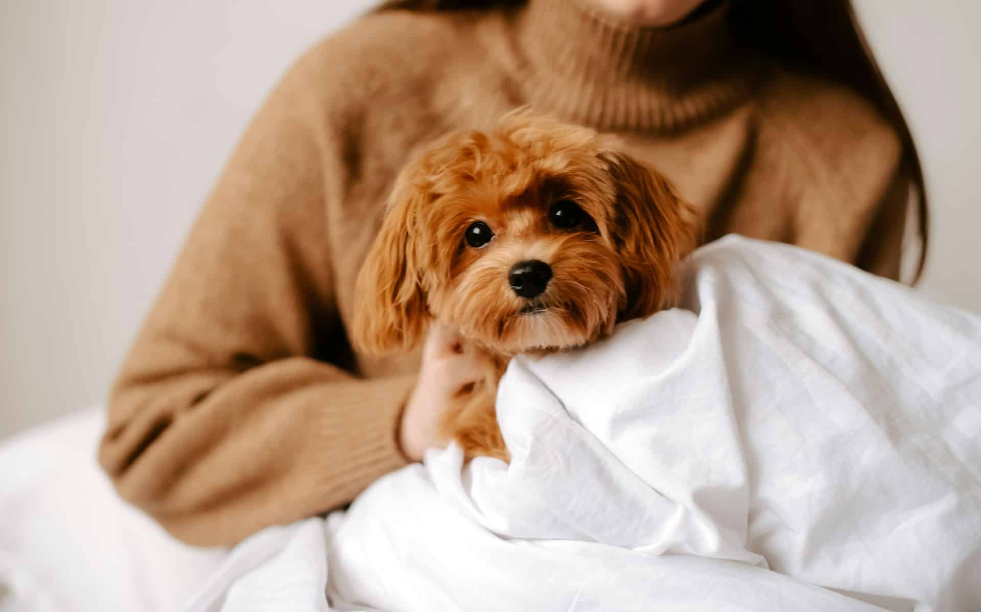 Read more about the article Spring Coat Reset for Brooklyn Dogs Leaving Daycare and Boarding