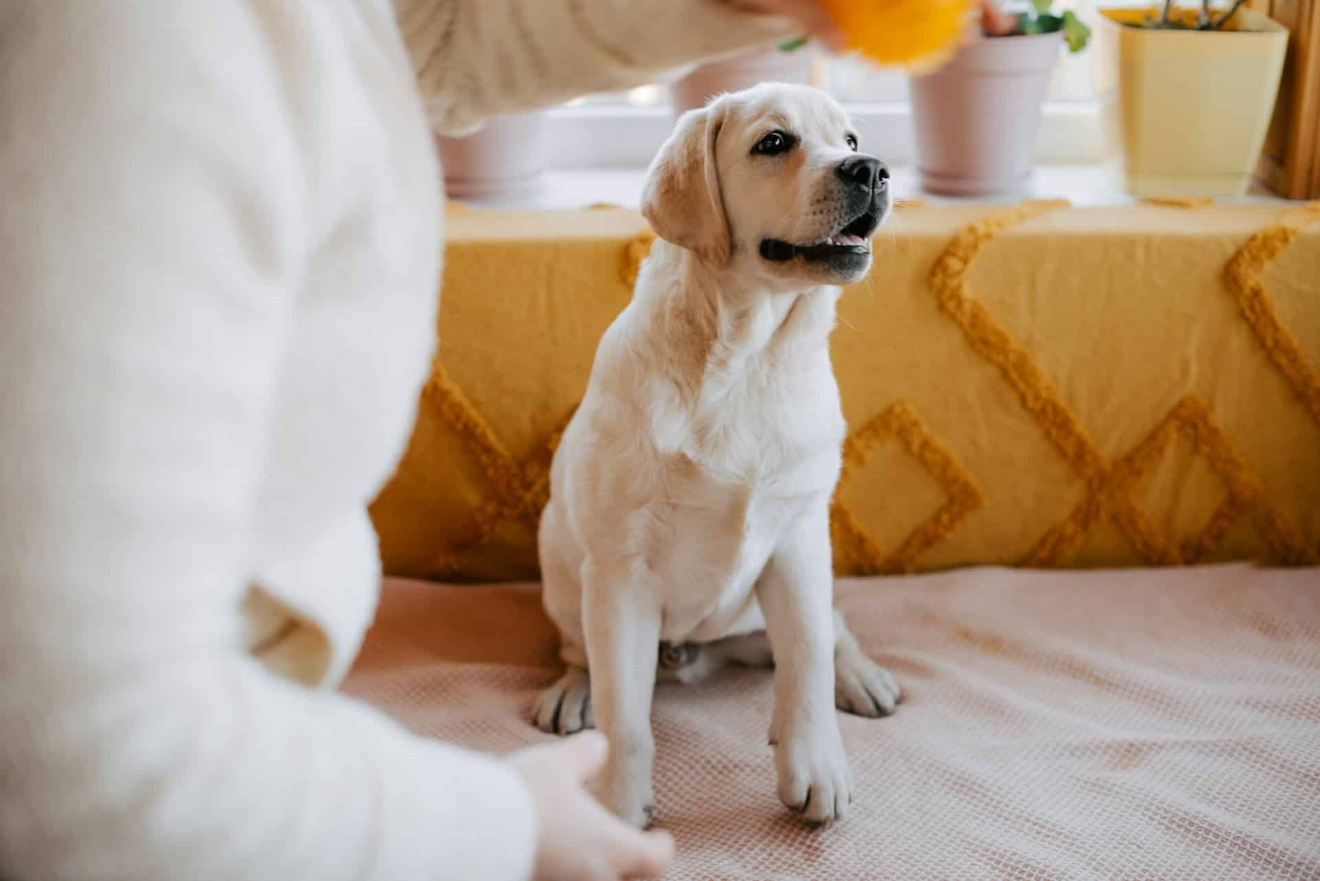 Dog Boarding