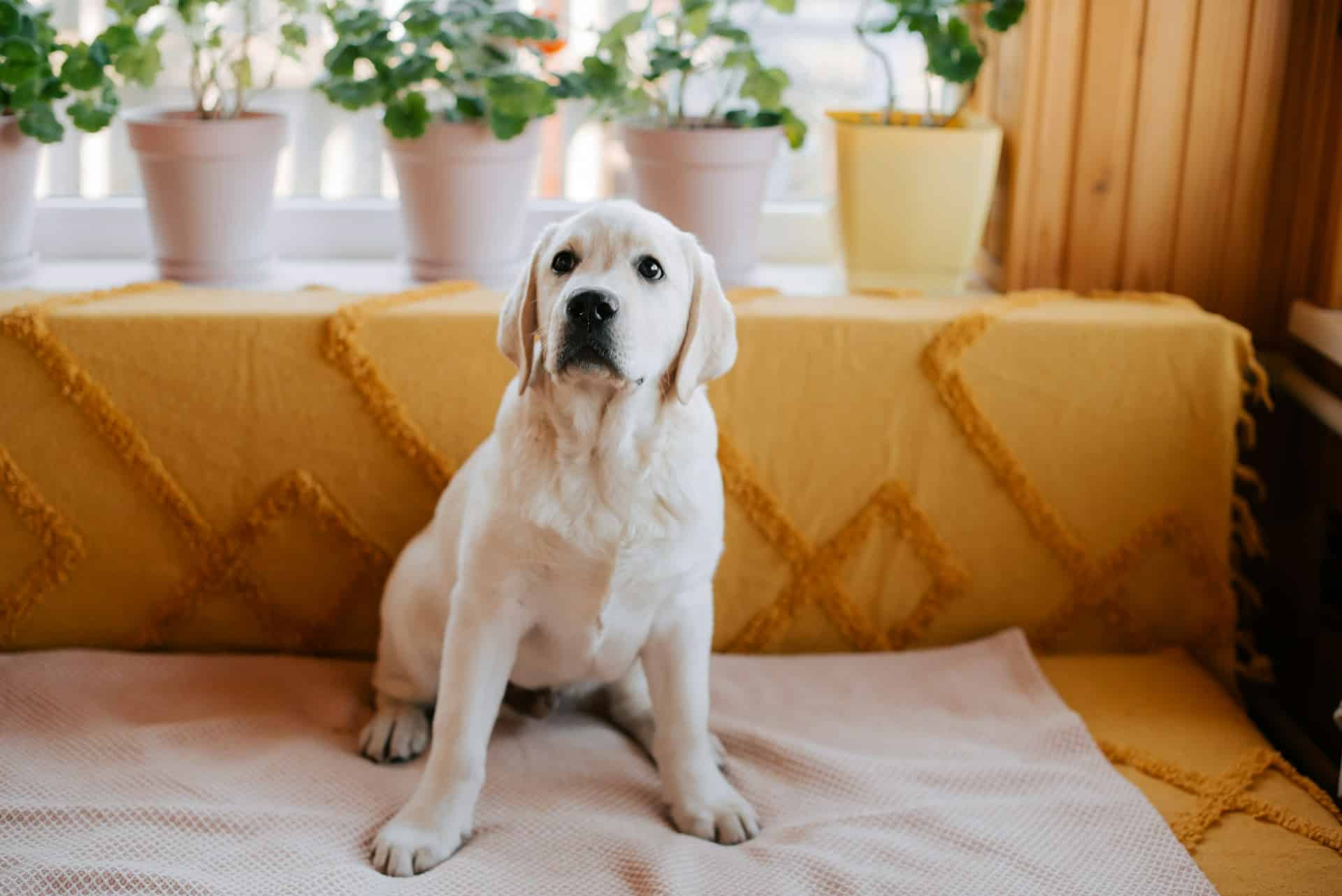 Dog Daycare