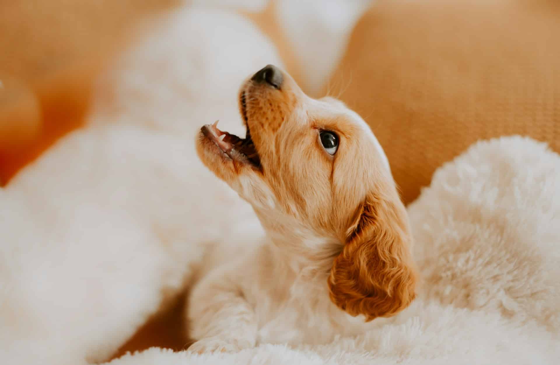 Read more about the article Planning Brooklyn Staycations Around Reliable Dog Daycare