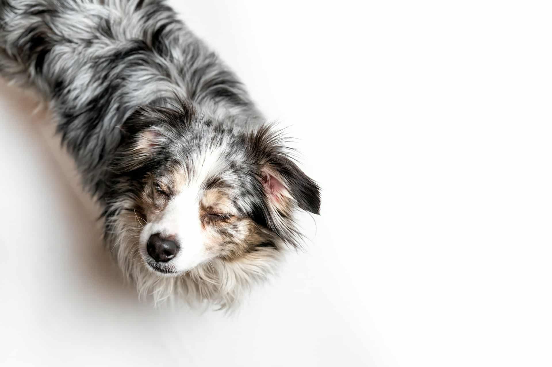 Read more about the article Smarter Summer Schedules: Matching Brooklyn Dogs to the Right Daycare Area