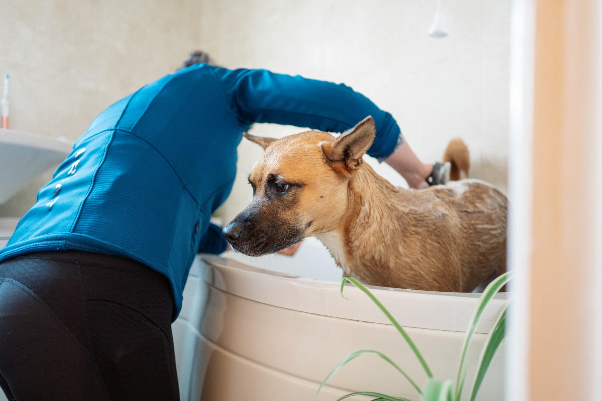 Read more about the article Everyday Grooming Wins for Brooklyn Dogs in Daycare