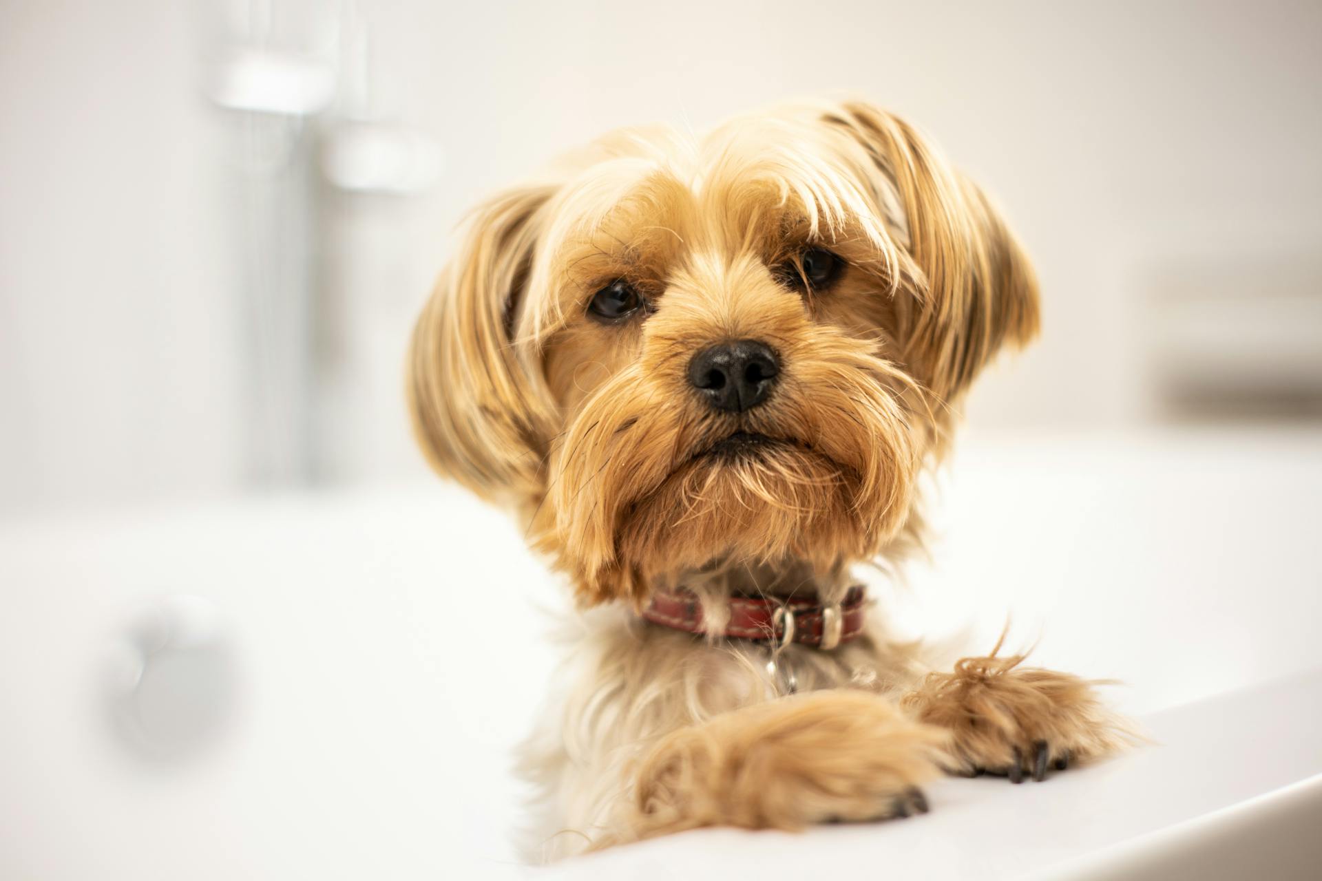 Read more about the article Everyday Dog Bath Mistakes Brooklyn Pet Parents Overlook