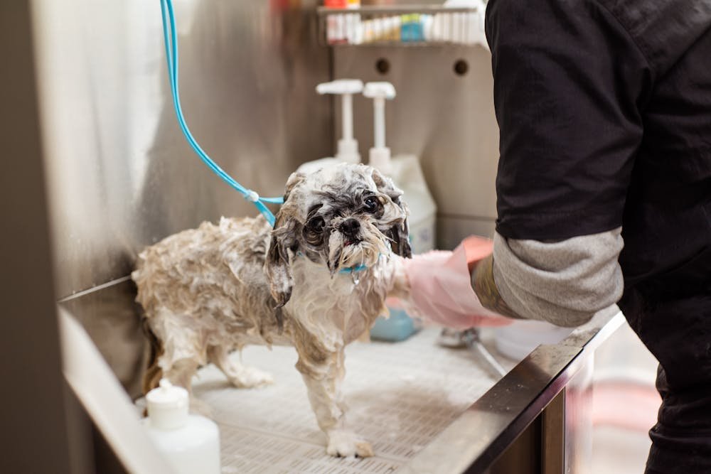 Dog being bathed at grooming station