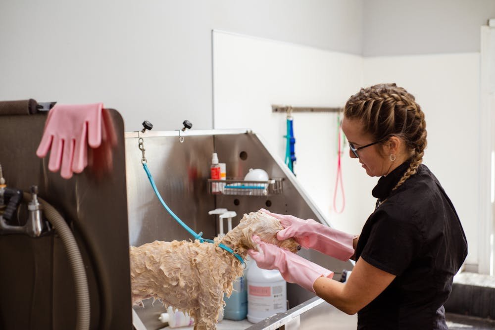 Woman grooming a dog in salon