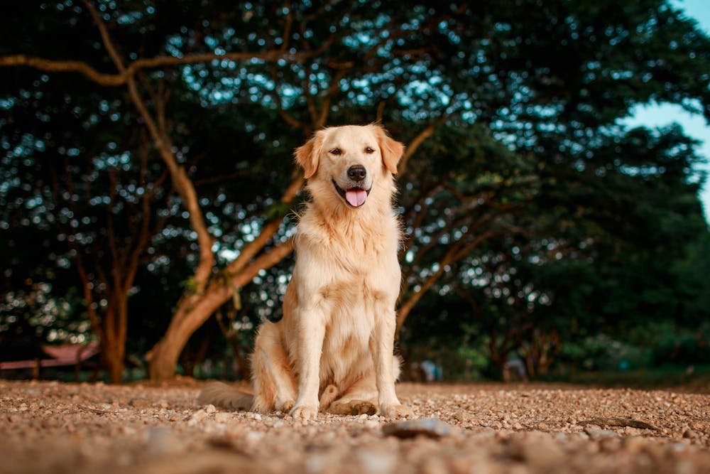 Golden retriever sitting outdoors