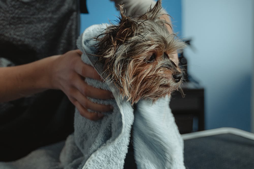 Dog being dried with a towel