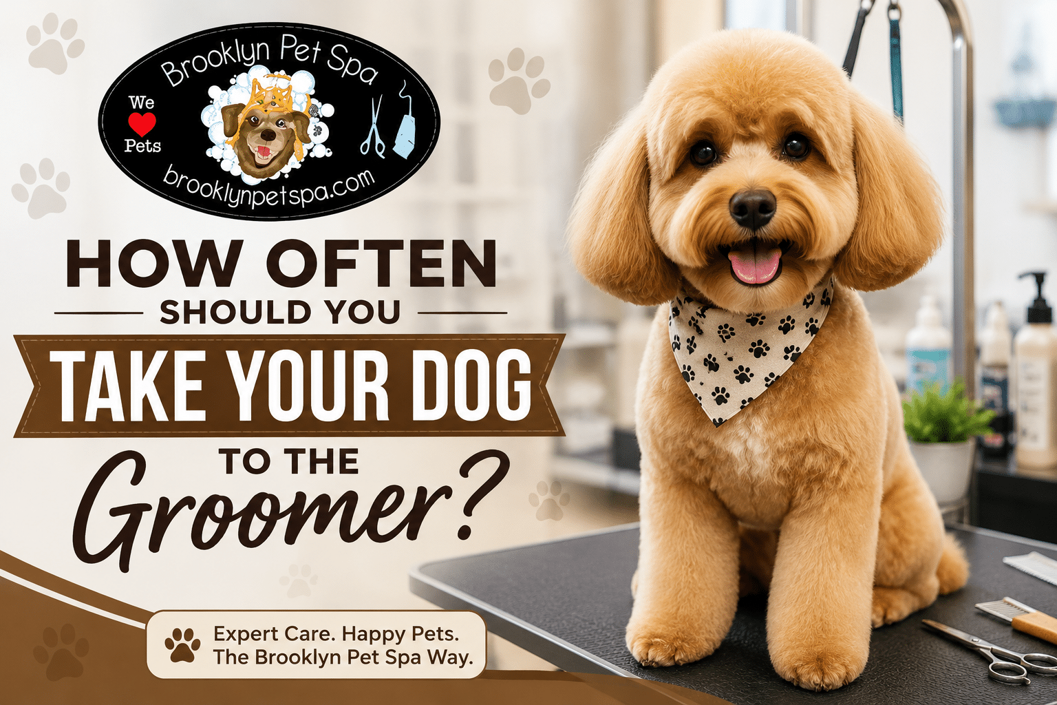 How Often Should You Take Your Dog to the Groomer?