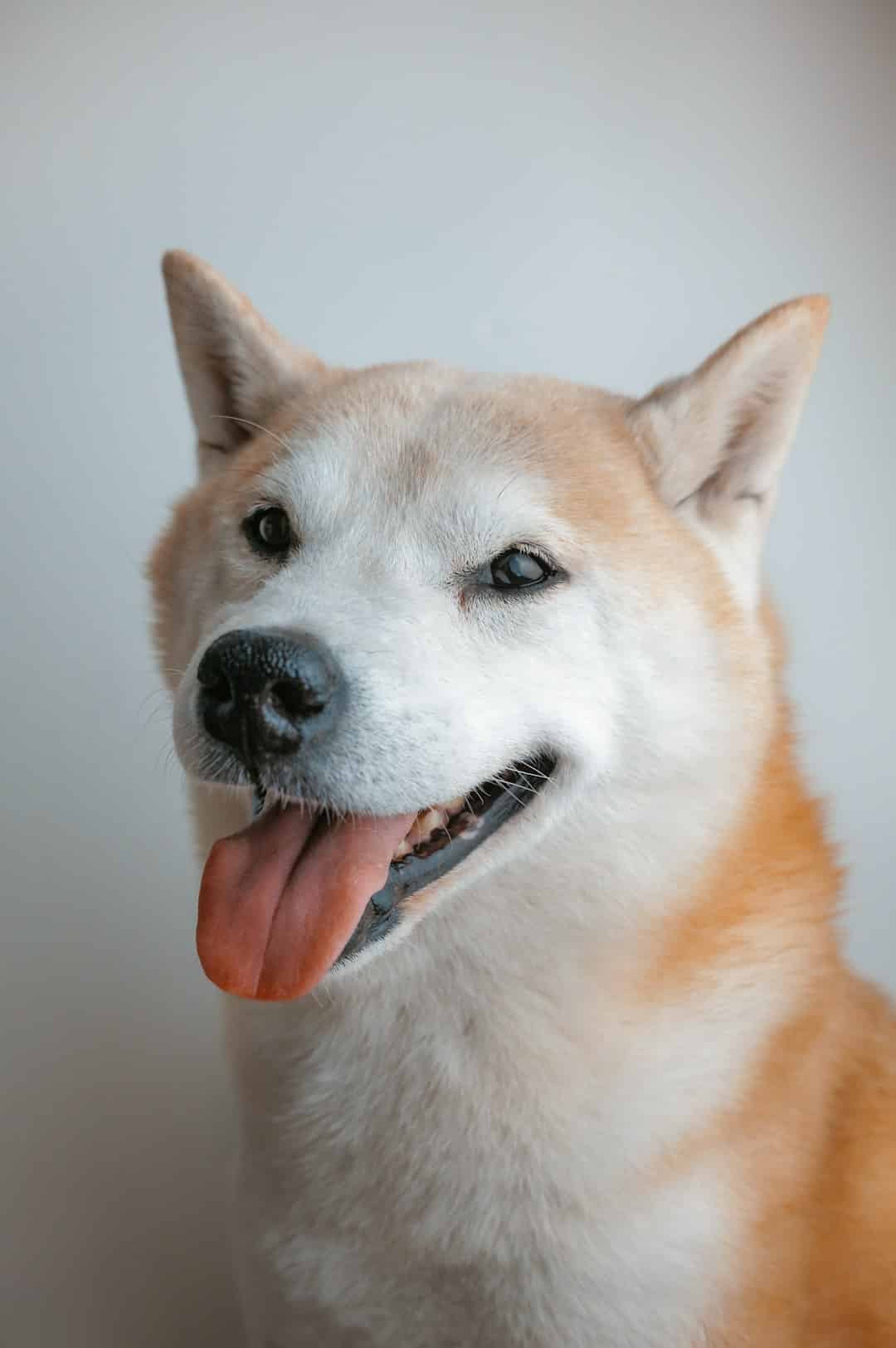 Akita dog portrait