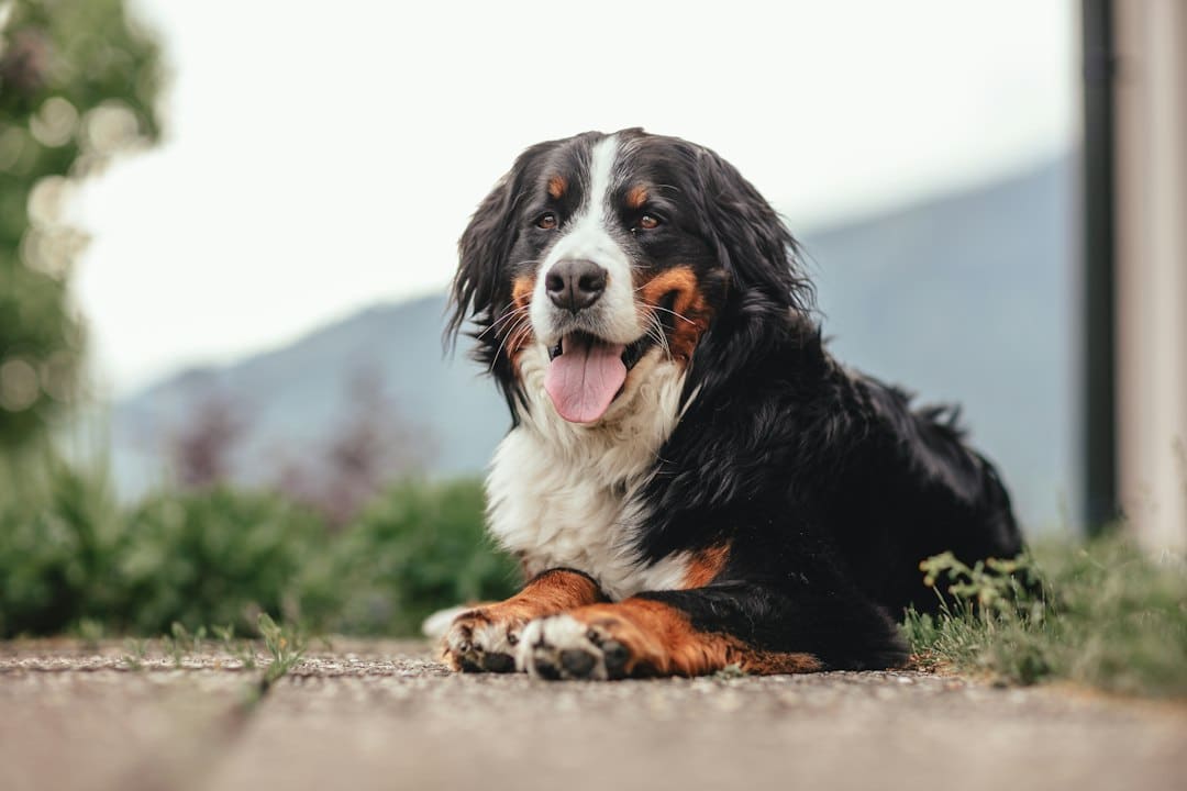 Bernese Mountain Dog with thick double coat ready for grooming at Brooklyn Pet Spa