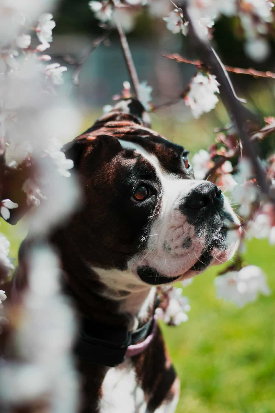 Boxer grooming