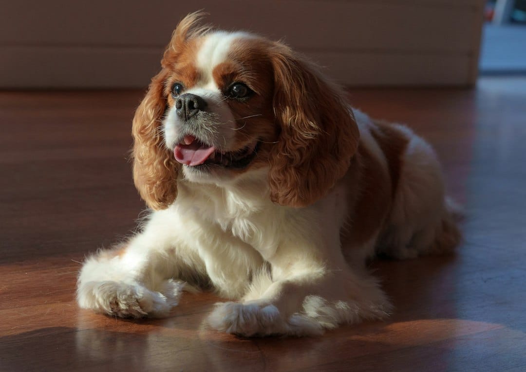 Cavalier King Charles Spaniel with silky feathered coat ready for grooming at Brooklyn Pet Spa