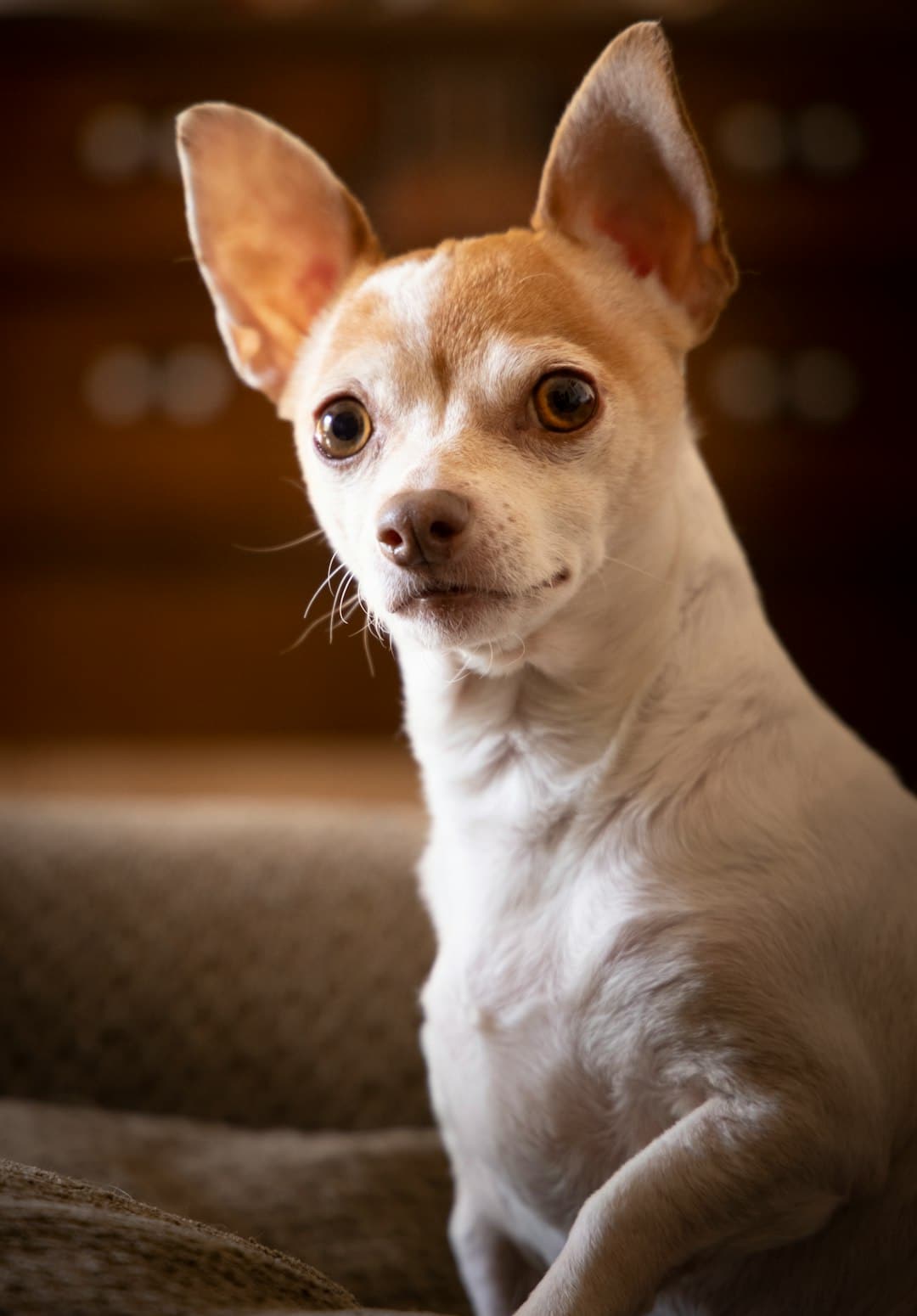 Chihuahua dog ready for professional grooming at Brooklyn Pet Spa