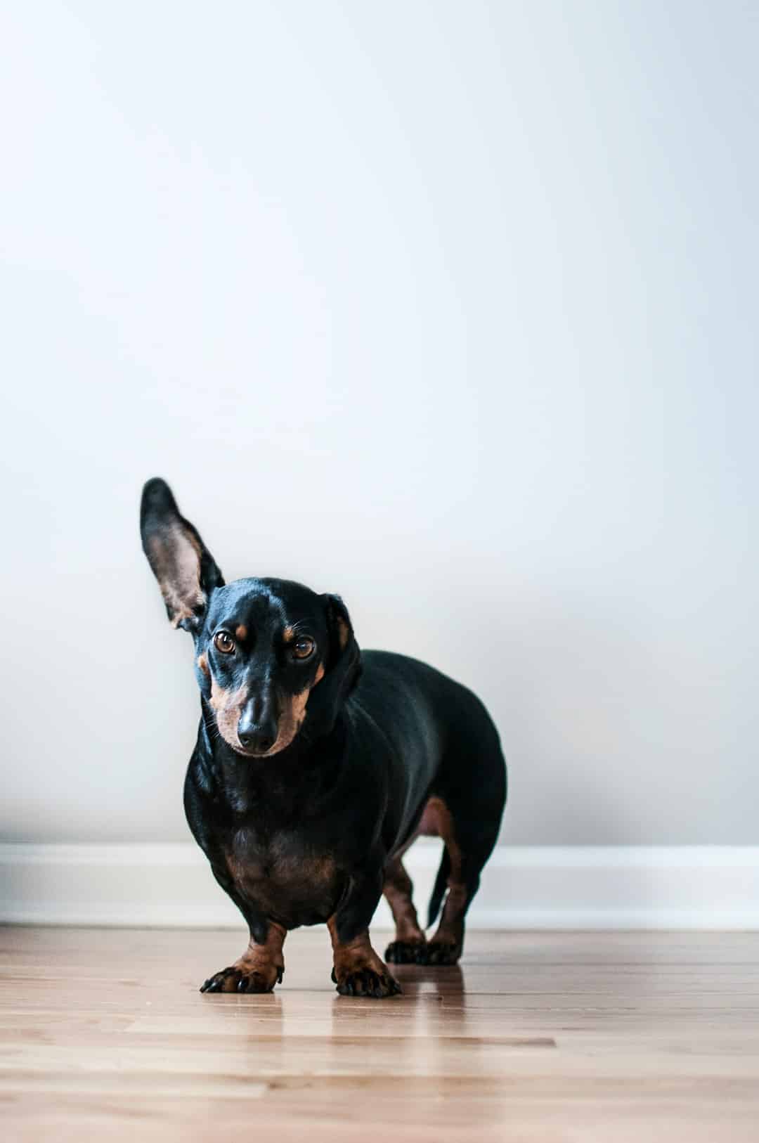 Dachshund dog ready for professional grooming at Brooklyn Pet Spa