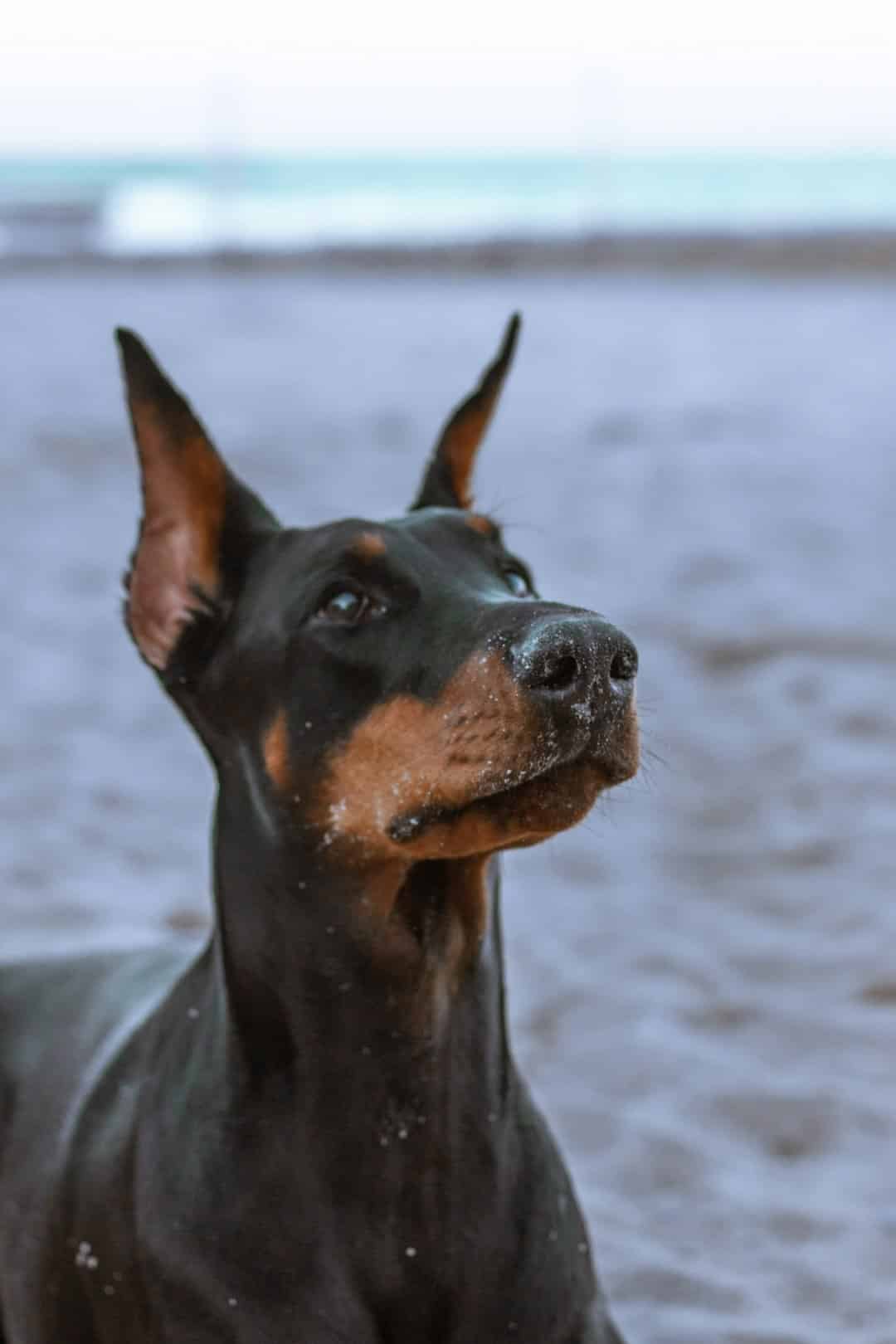Doberman Pinscher portrait