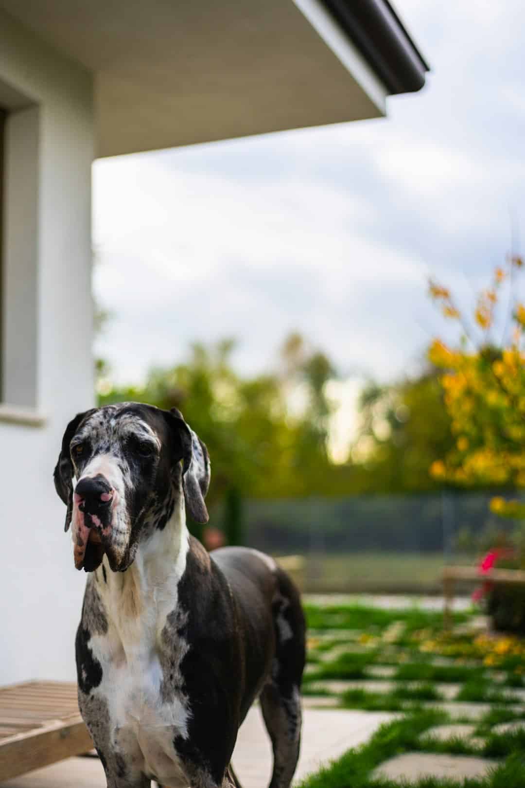 Great Dane standing in a backyard