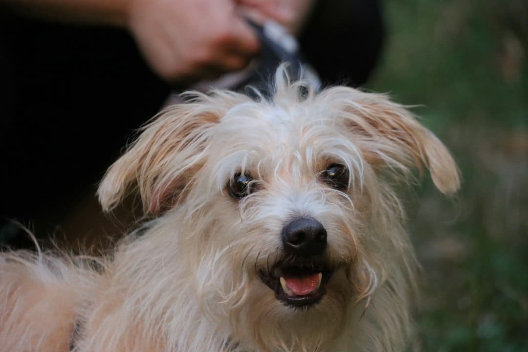 Havanese dog with silky coat being groomed at Brooklyn Pet Spa