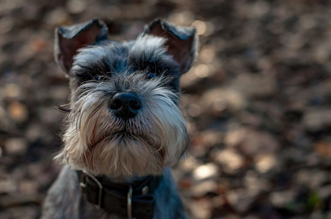 Miniature Schnauzer with a groomed beard and eyebrows