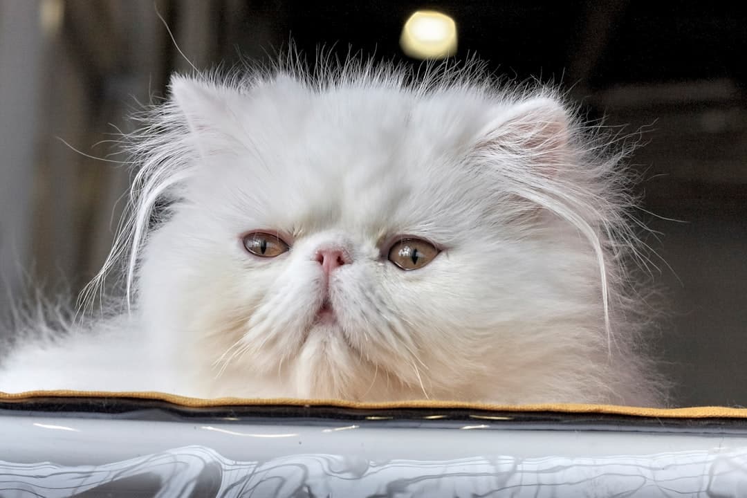 Persian cat with long white coat being groomed at Brooklyn Pet Spa