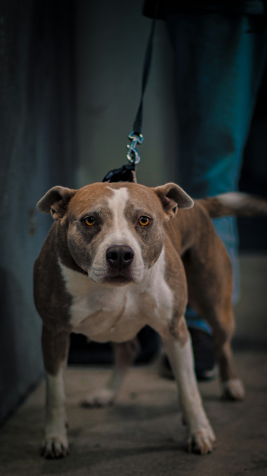 Pit Bull dog on a leash before grooming in Brooklyn