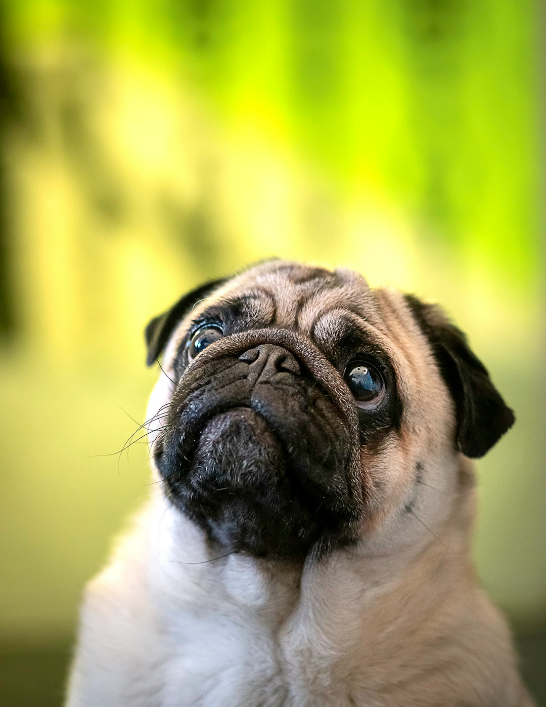 Pug grooming Brooklyn - fawn Pug with facial wrinkles at Brooklyn Pet Spa