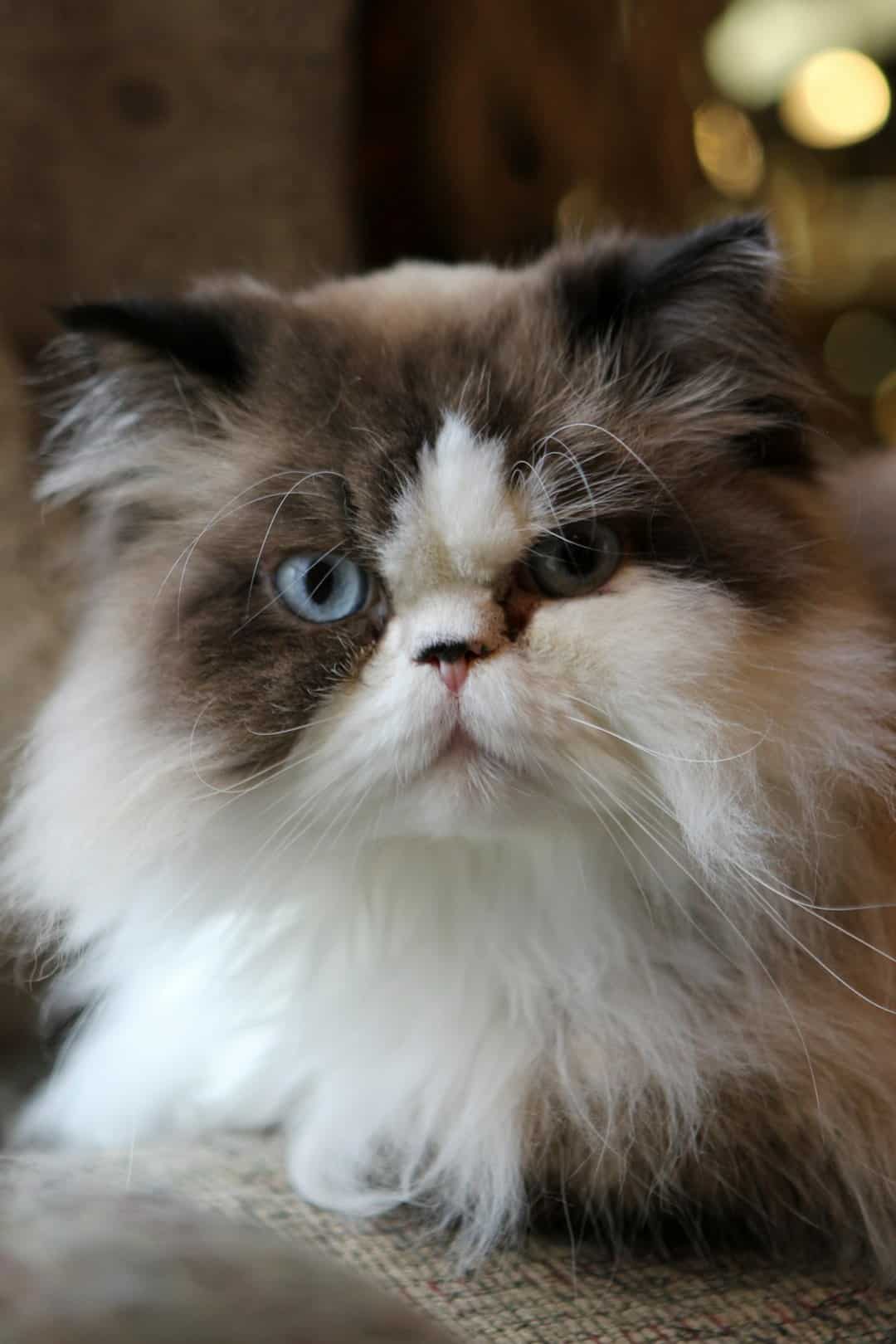 Ragdoll cat with blue eyes