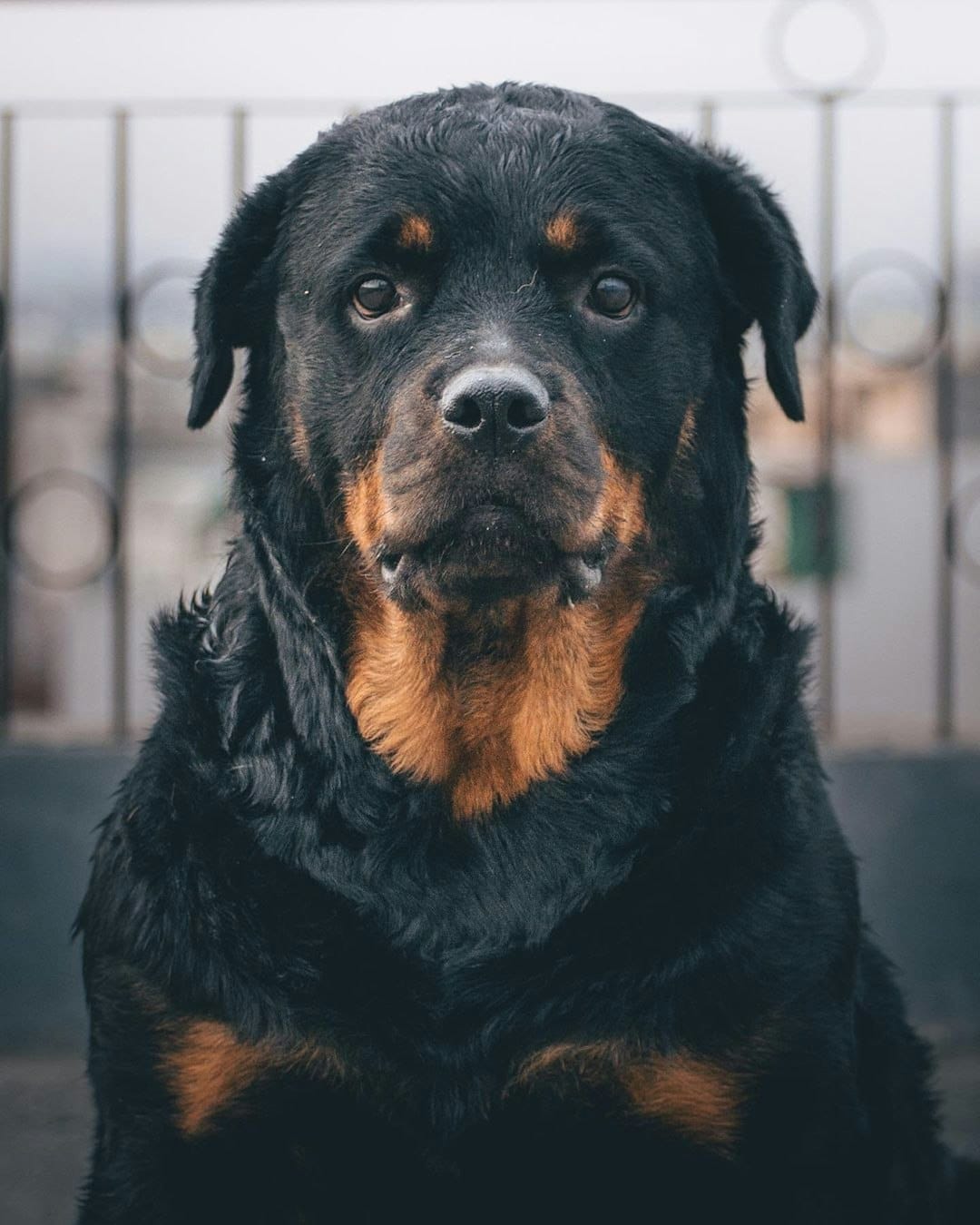 Well-groomed Rottweiler with a healthy, shiny coat