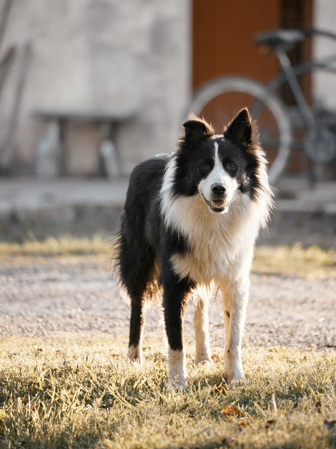 Black and white shaggy-coated dog standing on grass