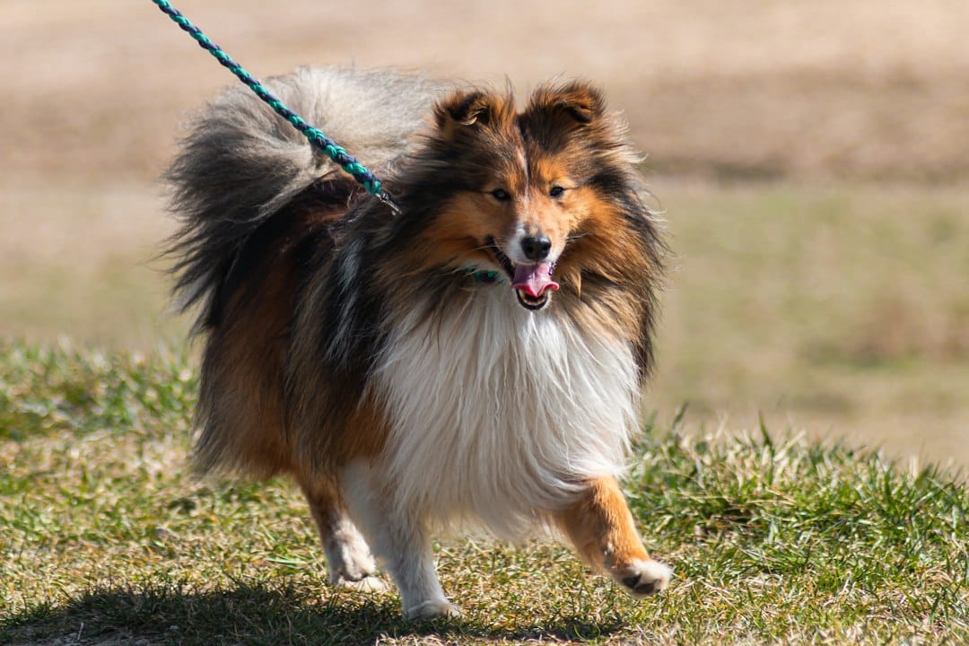 Brown and white long-coated dog standing on green grass