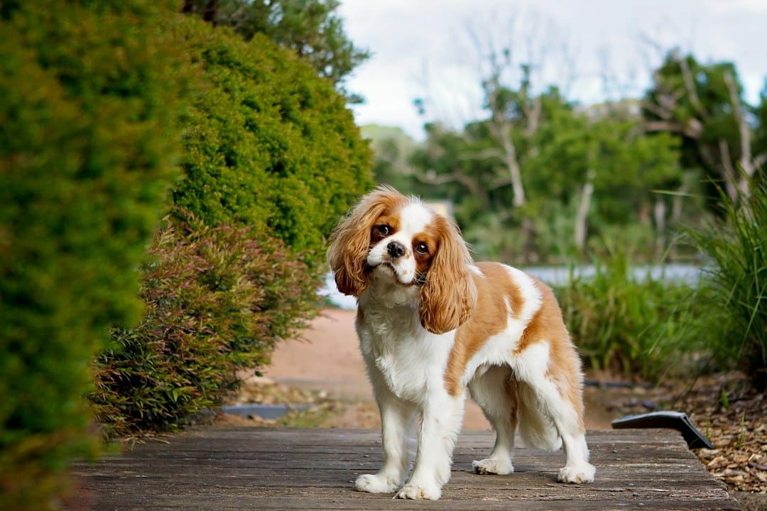 Cavalier King Charles Spaniel with a soft, silky groomed coat