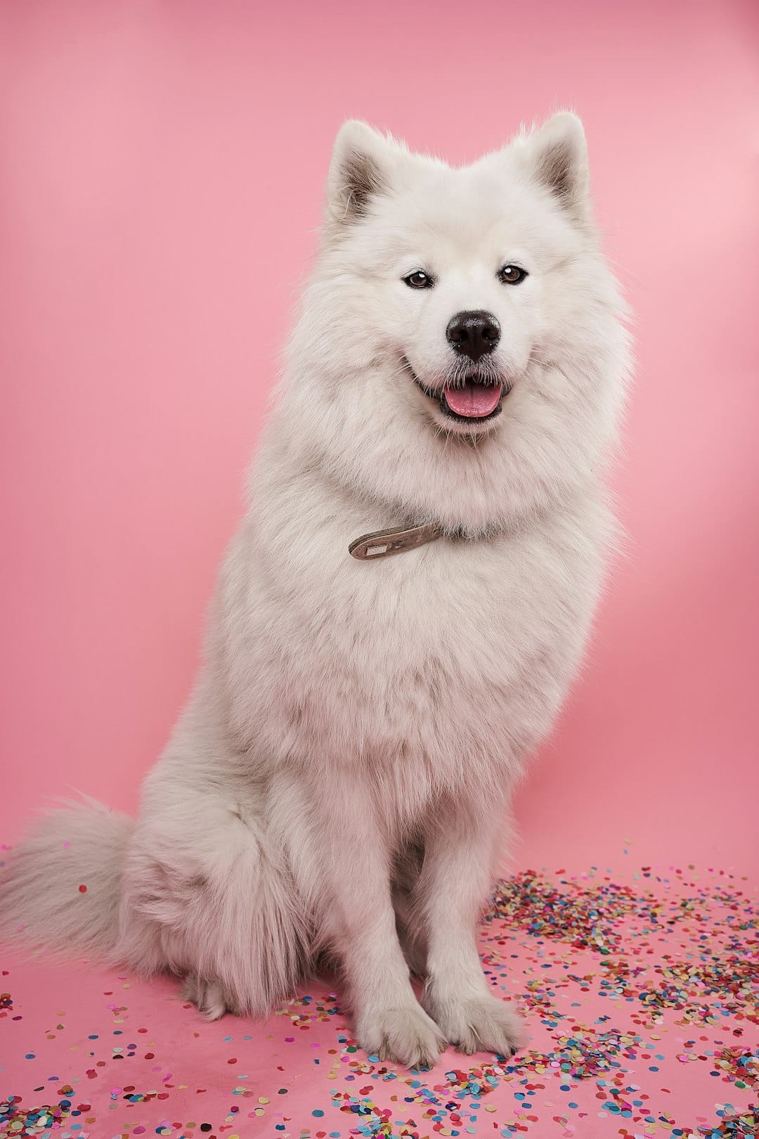 Samoyed Grooming